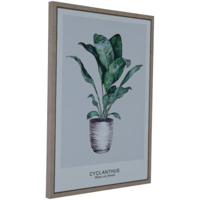 Cuadro Decorativo Cyclanthus Friend 70 x 50